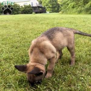Montana, Belgian Malinois Puppy