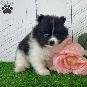 Pixie, Pomeranian Puppy