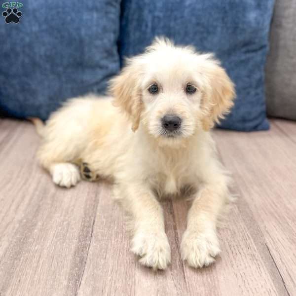 Betty, Mini Goldendoodle Puppy