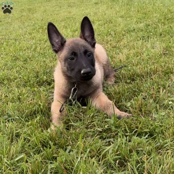 Montana, Belgian Malinois Puppy