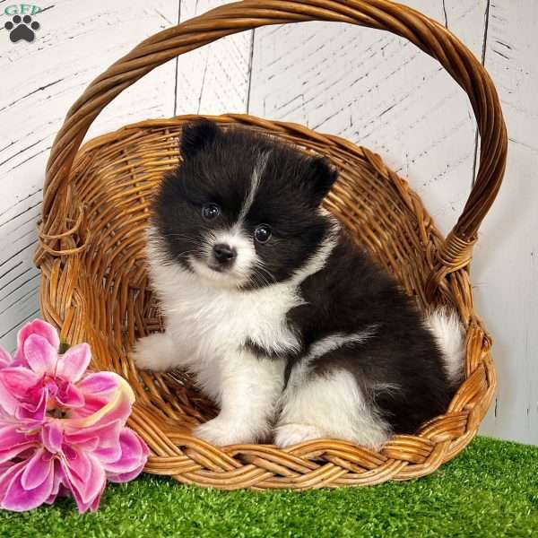 Pixie, Pomeranian Puppy
