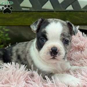 Jaida, Frenchton Puppy