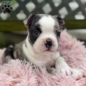 Jaida, Frenchton Puppy