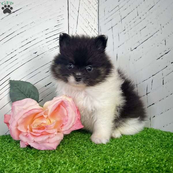 Prissy, Pomeranian Puppy
