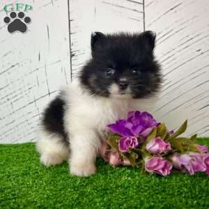 Prissy, Pomeranian Puppy