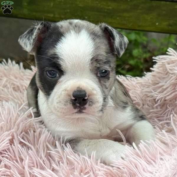 Jaida, Frenchton Puppy