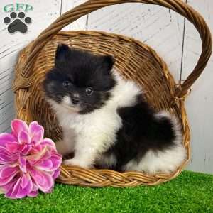 Prissy, Pomeranian Puppy