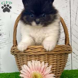 Prissy, Pomeranian Puppy