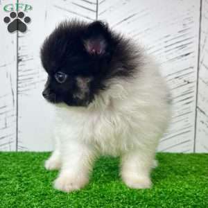Prissy, Pomeranian Puppy