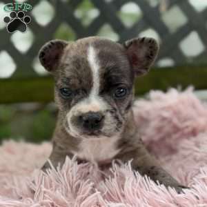 Jayna, Frenchton Puppy