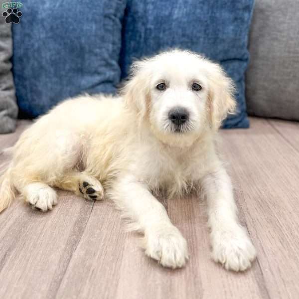 Benny, Mini Goldendoodle Puppy