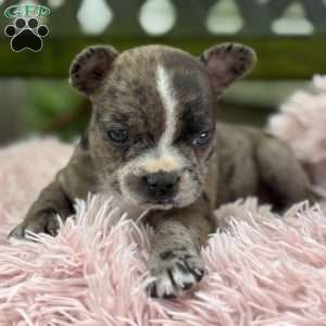 Jayna, Frenchton Puppy