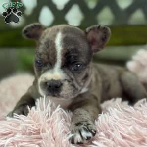 Jayna, Frenchton Puppy
