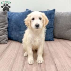 Baxter, Mini Goldendoodle Puppy