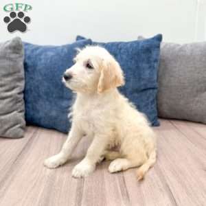 Baxter, Mini Goldendoodle Puppy