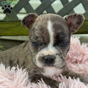 Jayna, Frenchton Puppy
