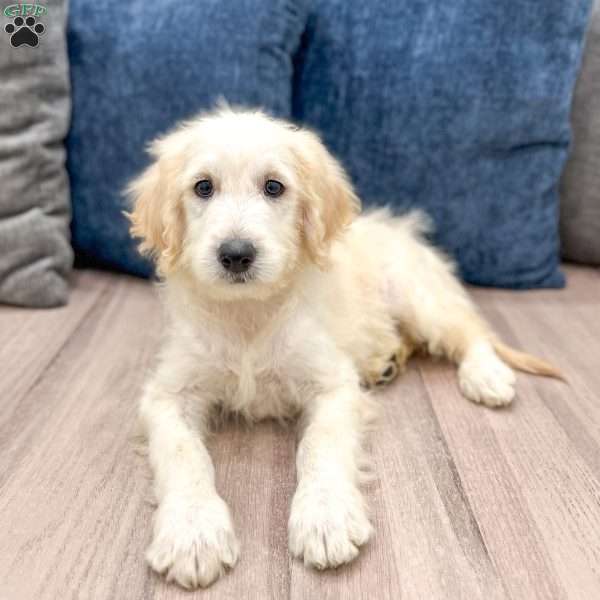 Baxter, Mini Goldendoodle Puppy