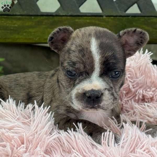 Jayna, Frenchton Puppy