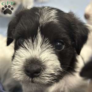 Vaquita, Miniature Schnauzer Puppy