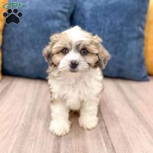 Arlo, Yorkie Poo Puppy