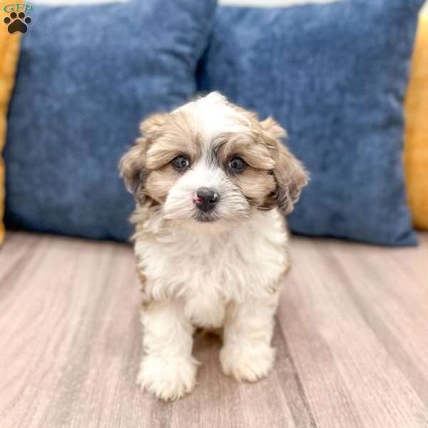 Arlo, Yorkie Poo Puppy