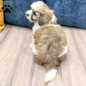 Arlo, Yorkie Poo Puppy