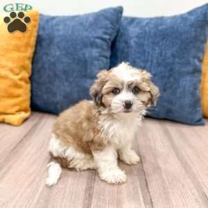 Arlo, Yorkie Poo Puppy