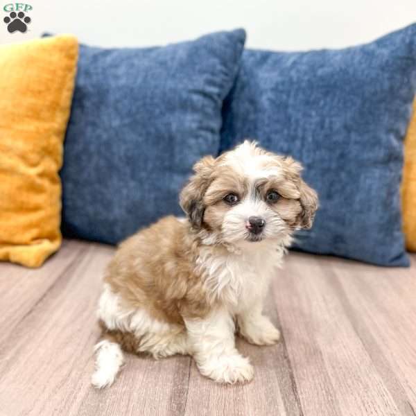 Arlo, Yorkie Poo Puppy