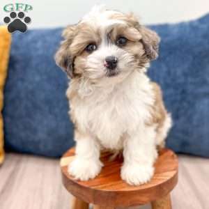 Arlo, Yorkie Poo Puppy