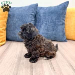 Raven, Yorkie Poo Puppy