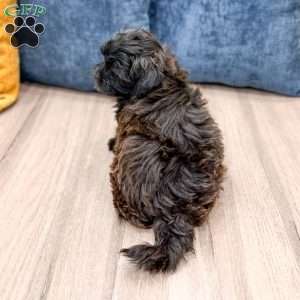 Raven, Yorkie Poo Puppy