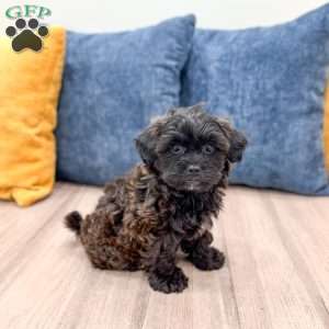 Raven, Yorkie Poo Puppy