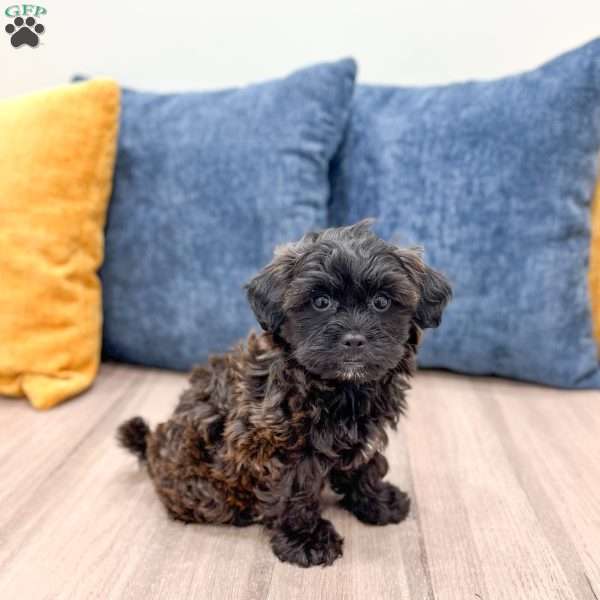 Raven, Yorkie Poo Puppy