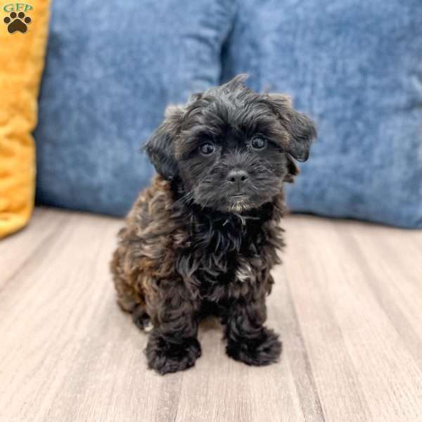 Raven, Yorkie Poo Puppy