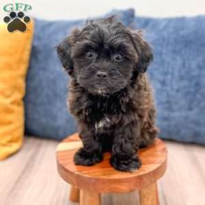 Raven, Yorkie Poo Puppy