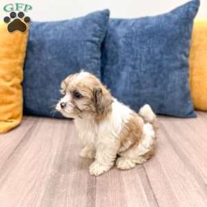 Cleo, Yorkie Poo Puppy