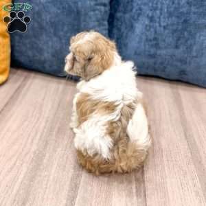 Cleo, Yorkie Poo Puppy