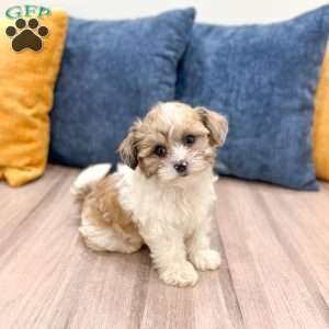 Cleo, Yorkie Poo Puppy