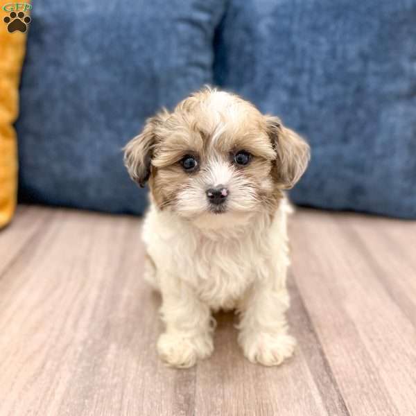 Cleo, Yorkie Poo Puppy