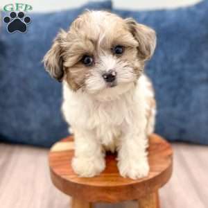 Cleo, Yorkie Poo Puppy
