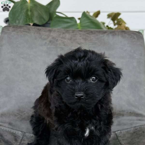 Sadie, Yorkie Poo Puppy