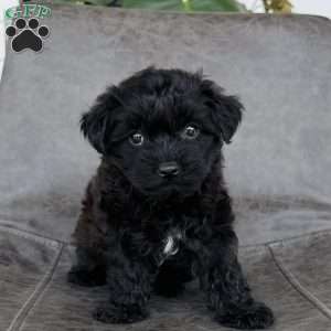 Sadie, Yorkie Poo Puppy