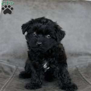 Sadie, Yorkie Poo Puppy