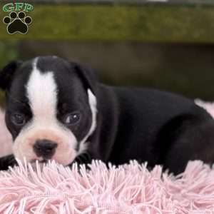 Jodi, Frenchton Puppy
