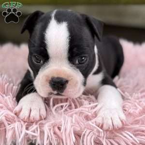 Jodi, Frenchton Puppy