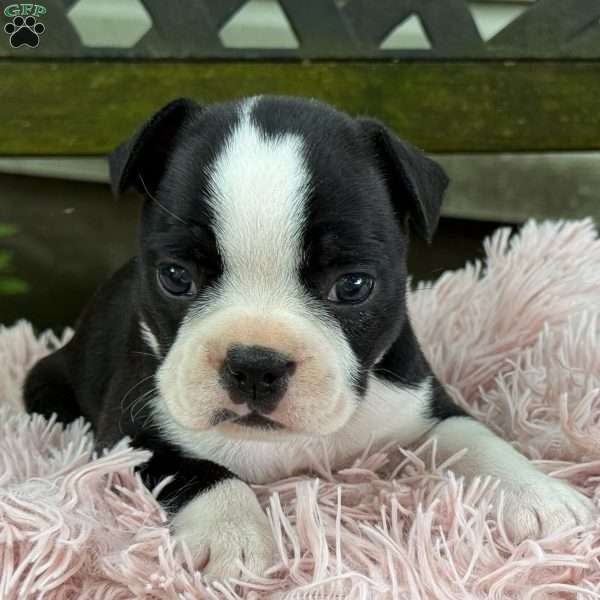 Jodi, Frenchton Puppy