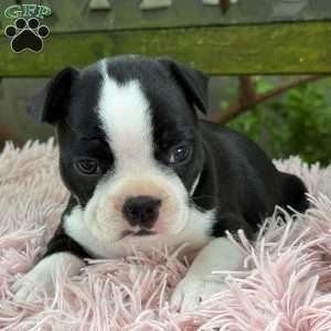 Jodi, Frenchton Puppy