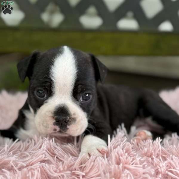 Jax, Frenchton Puppy
