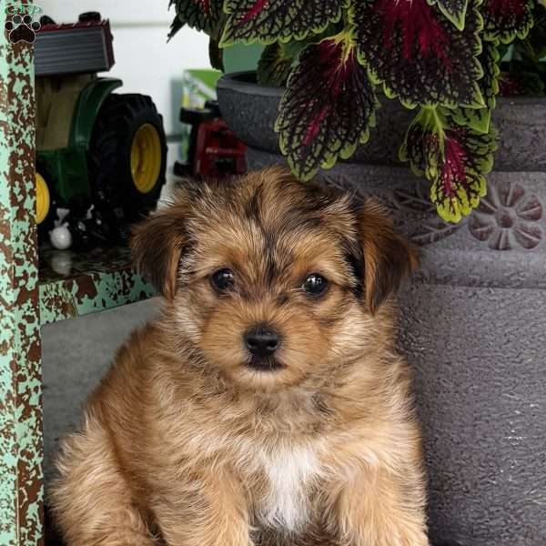 Sarah, Yorkie Poo Puppy