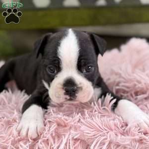 Jax, Frenchton Puppy